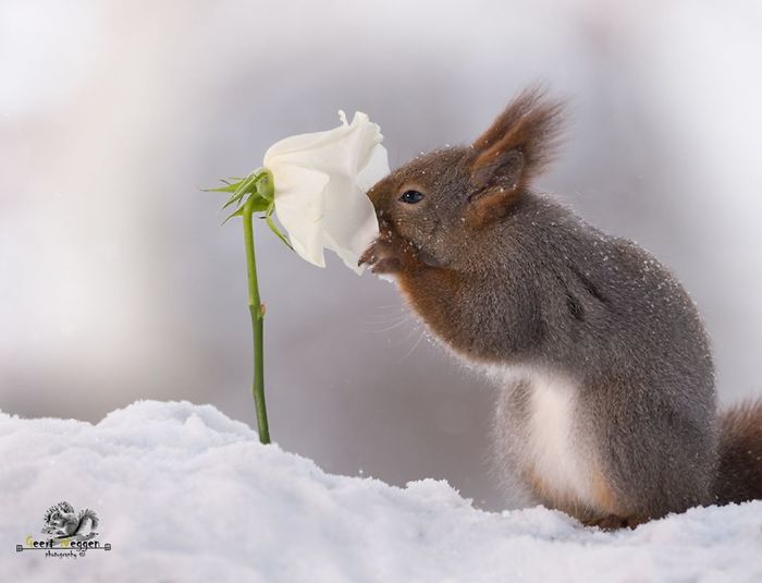 Photographer Followed Squirells For 6 Years And Here Are The Best Of His Pictures