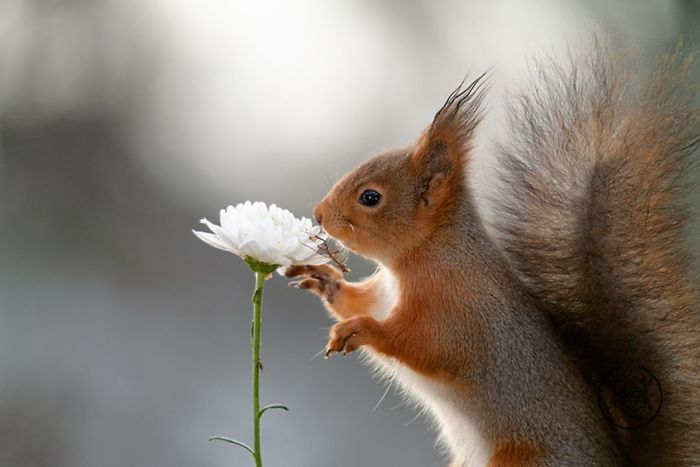 Photographer Followed Squirells For 6 Years And Here Are The Best Of His Pictures