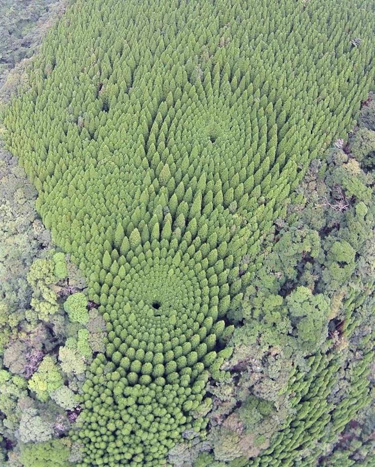 Bizarre Experiment Lead to This Mysterious Forest in Japan