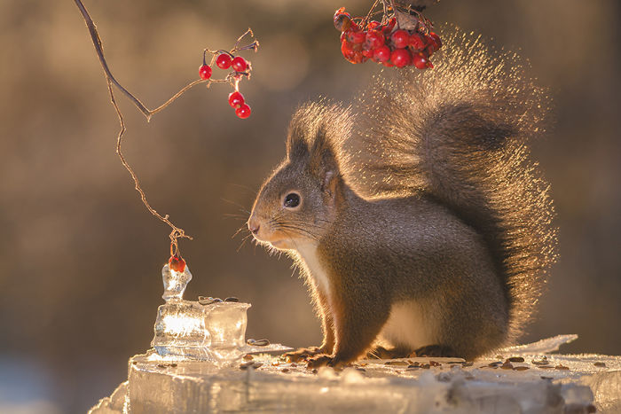 Photographer Followed Squirells For 6 Years And Here Are The Best Of His Pictures