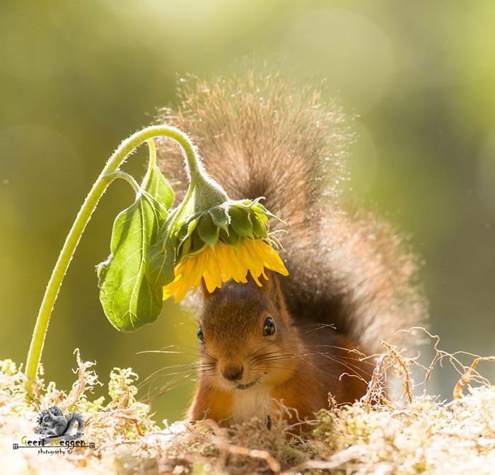 Photographer Followed Squirells For 6 Years And Here Are The Best Of His Pictures