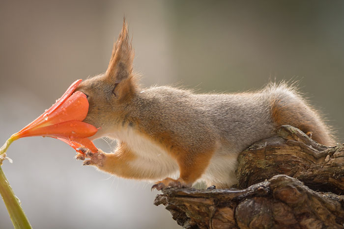 Photographer Followed Squirells For 6 Years And Here Are The Best Of His Pictures