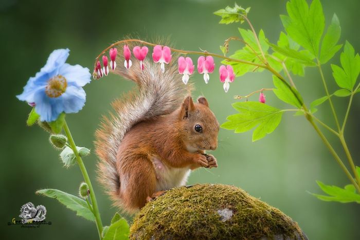 Photographer Followed Squirells For 6 Years And Here Are The Best Of His Pictures