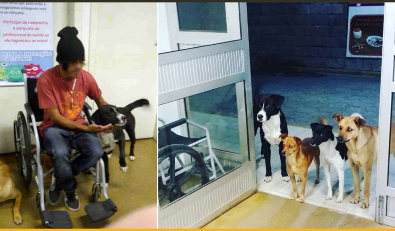 Homeless Man Was Admitted And The Only Ones Waiting for Him Outside Where Dogs
