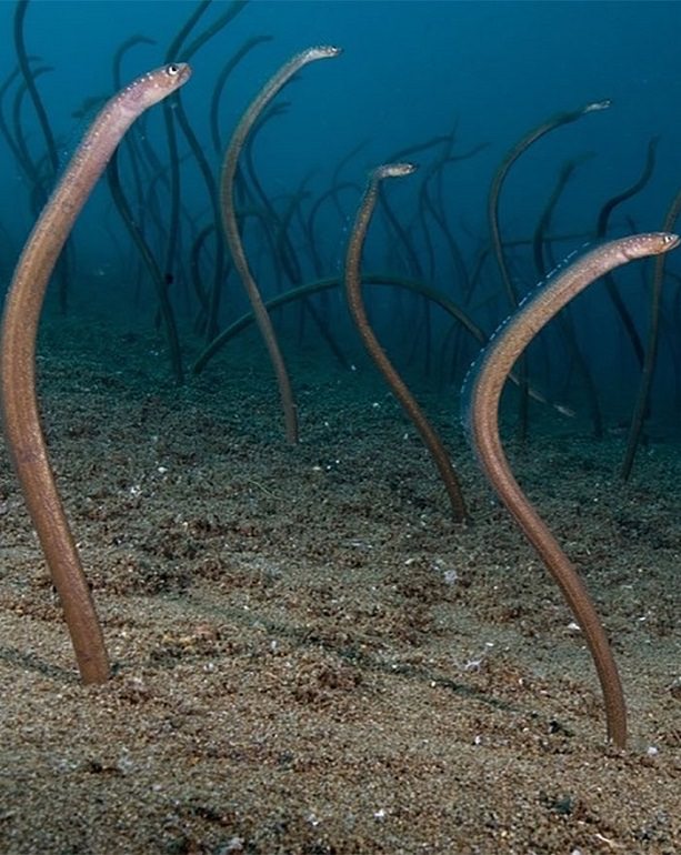 These Horrific Images Of Oceans Will Make You Fear Them