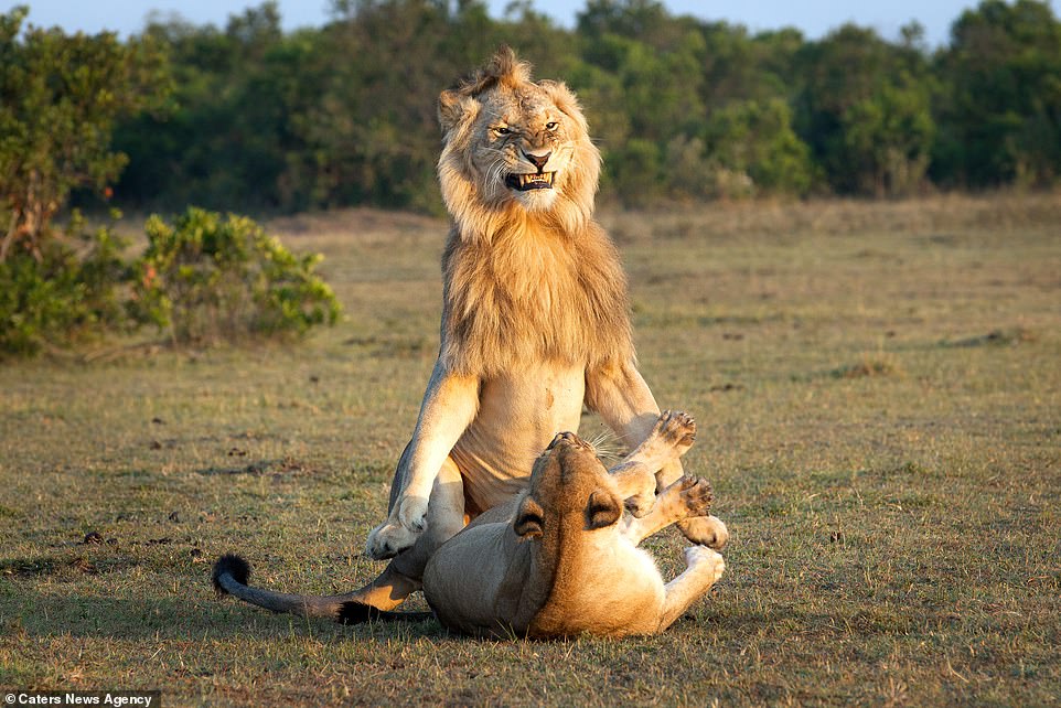 Explanation Of This Viral Picture On The Internet Of Lion Mating With Lioness