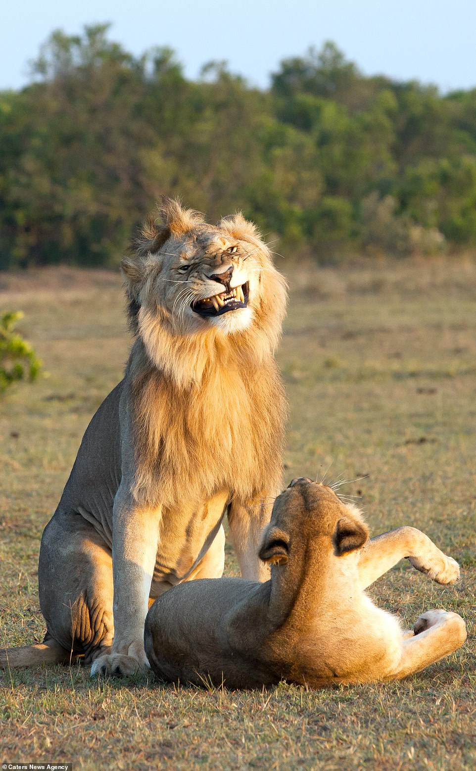 Explanation Of This Viral Picture On The Internet Of Lion Mating With Lioness