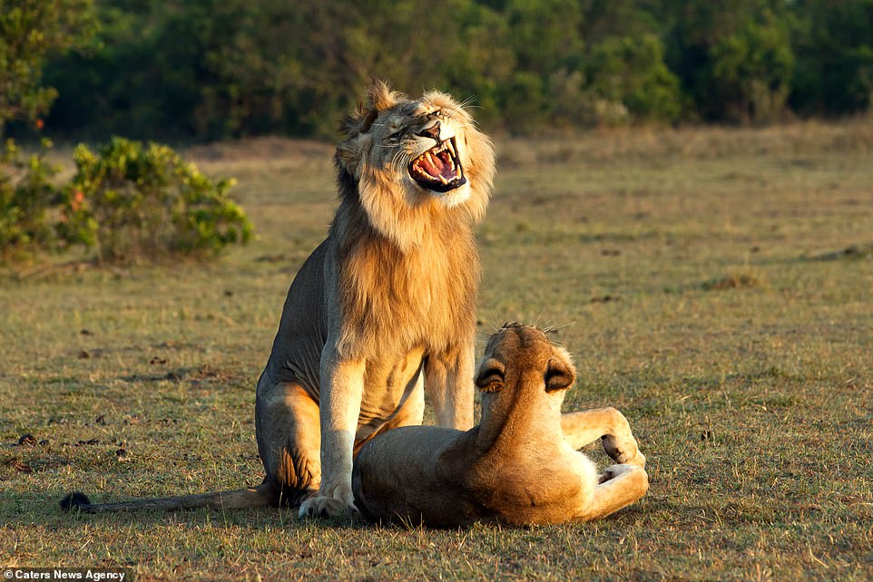 Explanation Of This Viral Picture On The Internet Of Lion Mating With Lioness