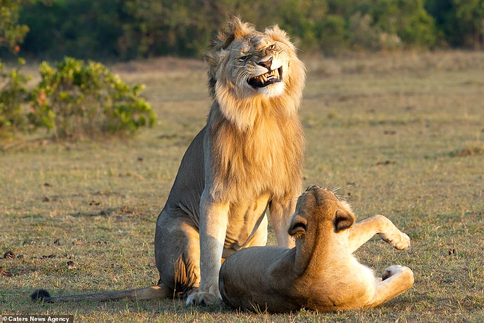 Explanation Of This Viral Picture On The Internet Of Lion Mating With Lioness