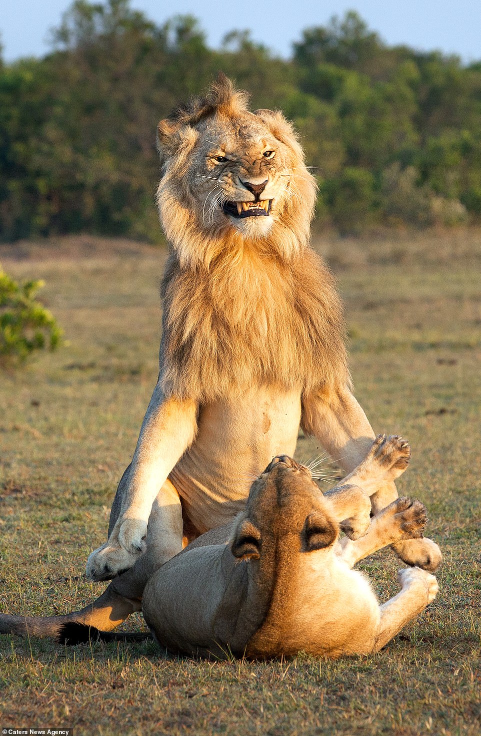 Explanation Of This Viral Picture On The Internet Of Lion Mating With Lioness