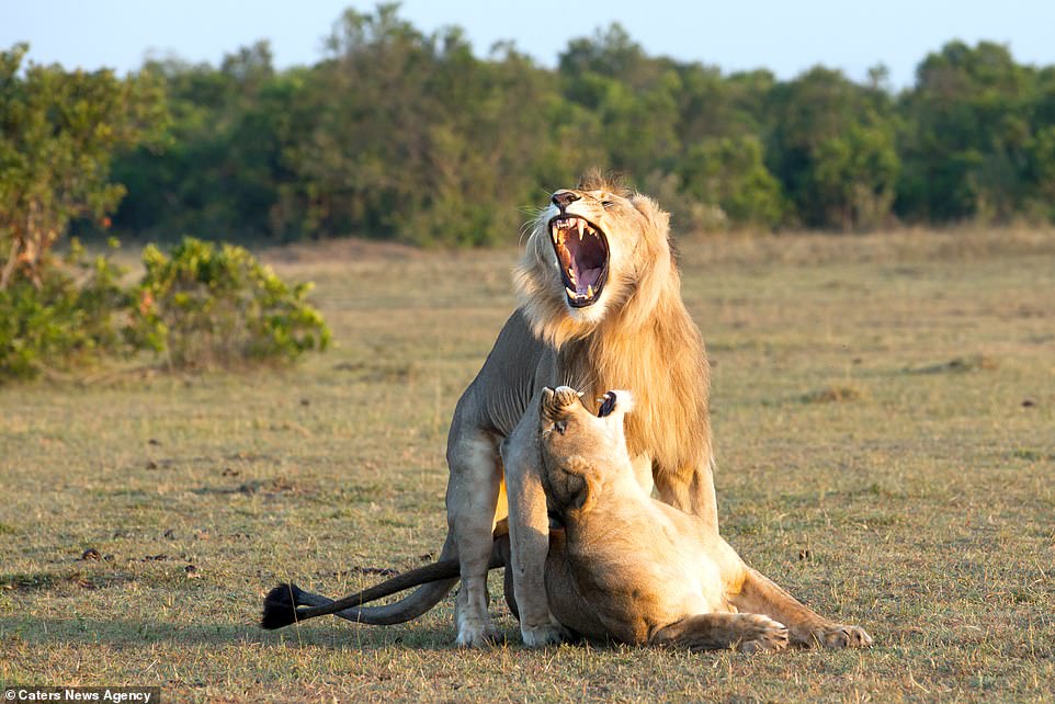 Explanation Of This Viral Picture On The Internet Of Lion Mating With Lioness