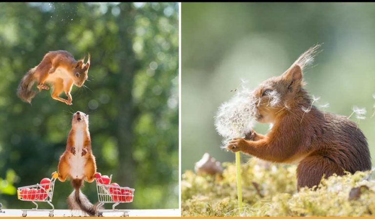 Photographer Followed Squirrels For 6 Years And Here Are The Best Of His Pictures