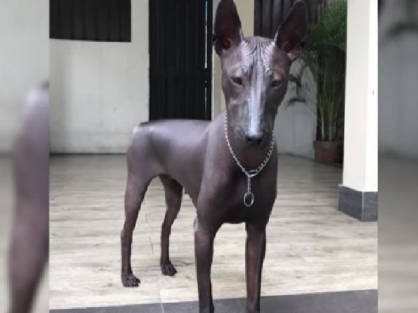 Dog or statue Viral question