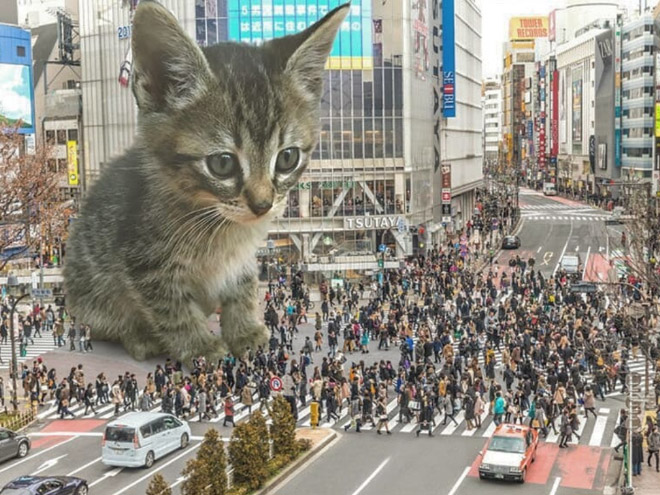 What If Giant Cats Lived Among Us?