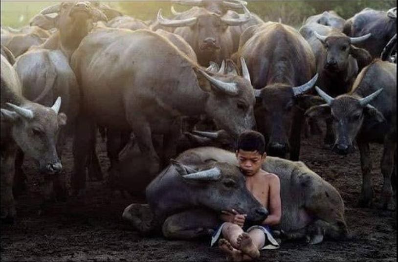 Terengganu Boy Playing With Cattle Have Gone Viral After Winning at an International Forum