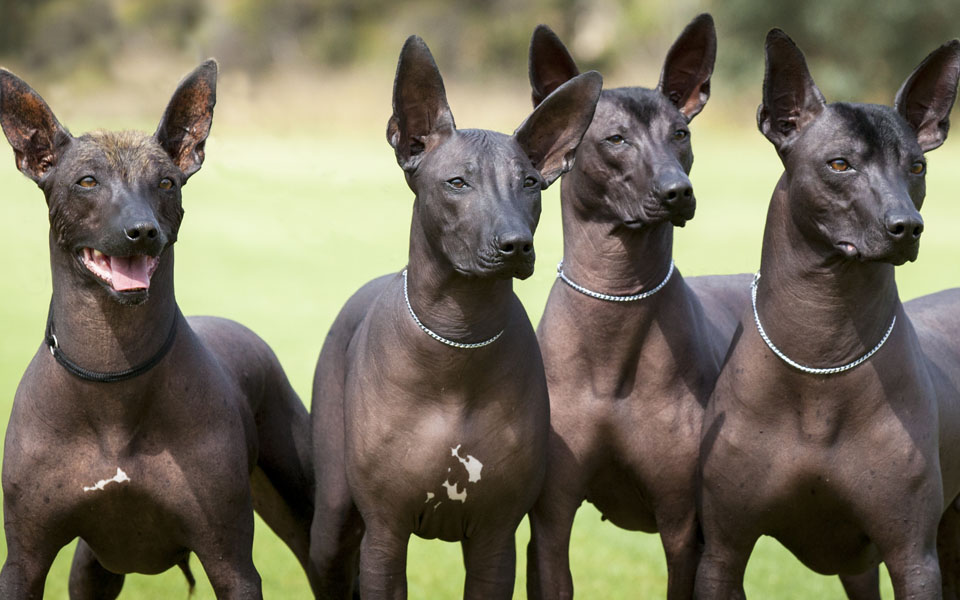 Dog or statue Viral question