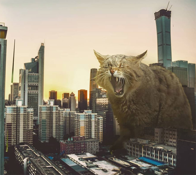 What If Giant Cats Lived Among Us?