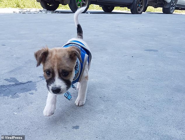 Marathon Competitor Runs 19 Miles Carrying A Puppy