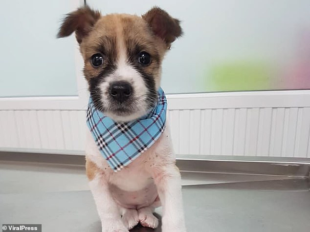 Marathon Competitor Runs 19 Miles Carrying A Puppy