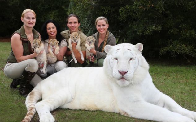 White Lion And White Tiger Have Babies Together And They Are The Cutest Babies Ever