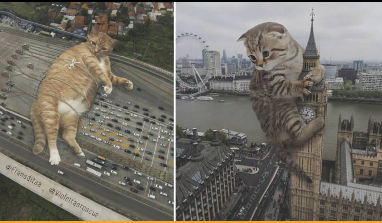 Indonesian Artist Photoshops Giant Cats Overrunning In World’s Cities