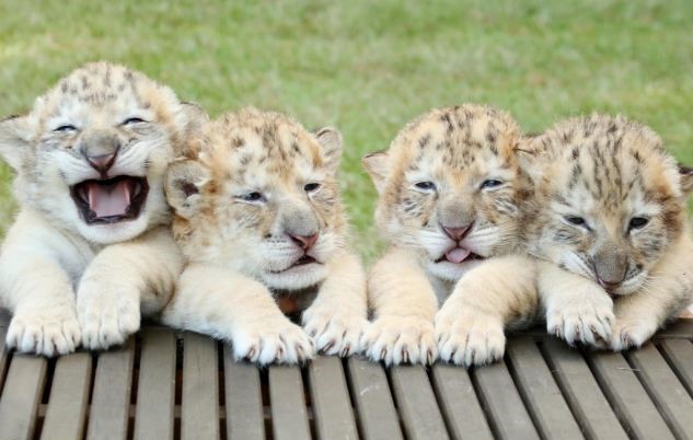 White Lion And White Tiger Have Babies Together And They Are The Cutest Babies Ever