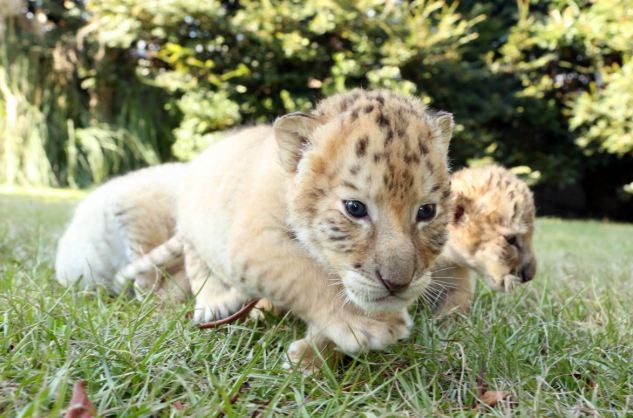 White Lion And White Tiger Have Babies Together And They Are The Cutest Babies Ever