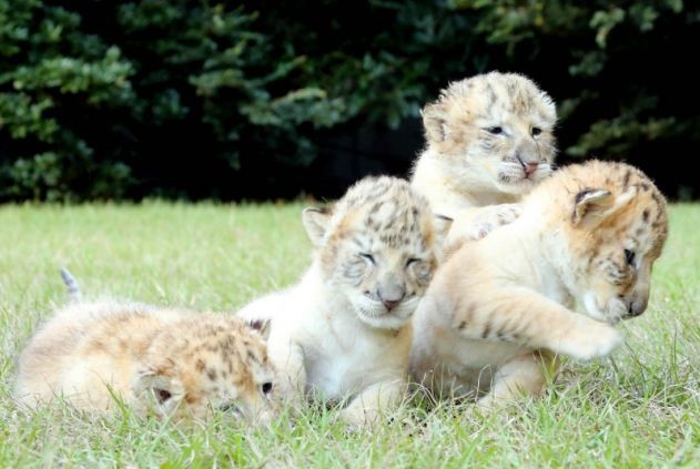 White Lion And White Tiger Have Babies Together And They Are The Cutest Babies Ever