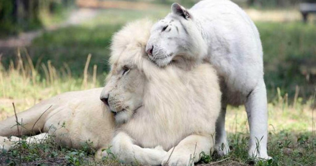 White Lion And White Tiger Have Babies Together And They Are The Cutest Babies Ever