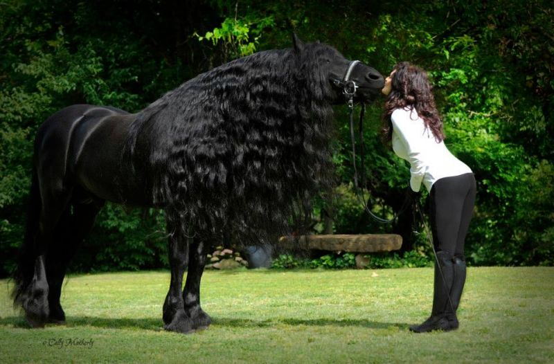 Meet The World's Most Handsome Horse: Frederik The Great