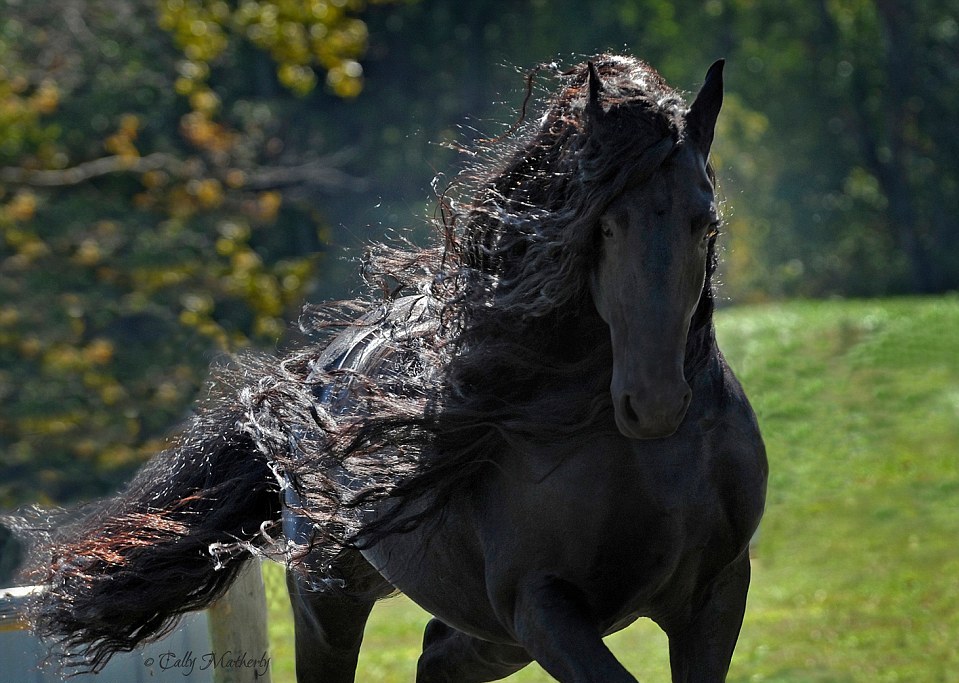 Meet The World's Most Handsome Horse: Frederik The Great