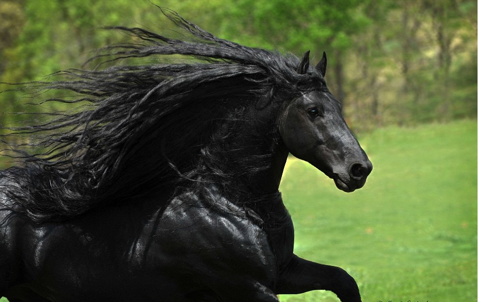 Meet The World's Most Handsome Horse: Frederik The Great