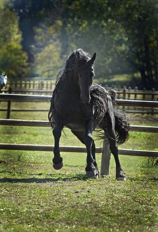 Meet The World's Most Handsome Horse: Frederik The Great