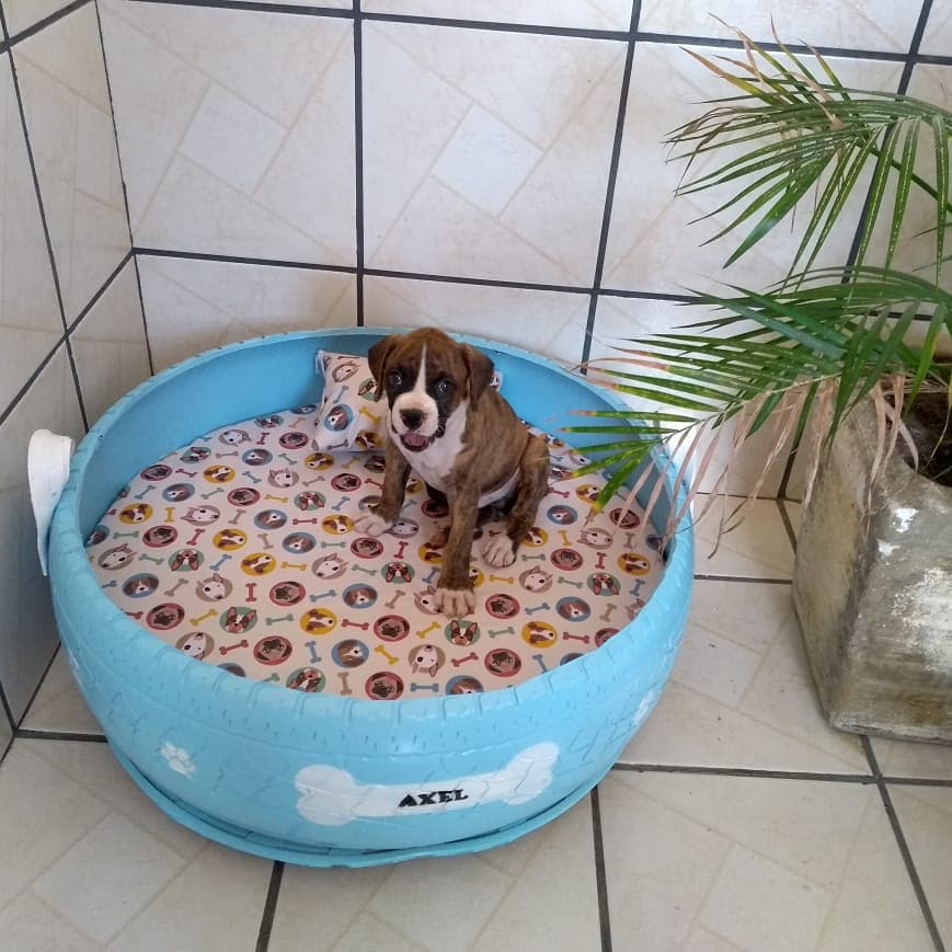 Artist Creates Beds For Animals Out Of Old Tires