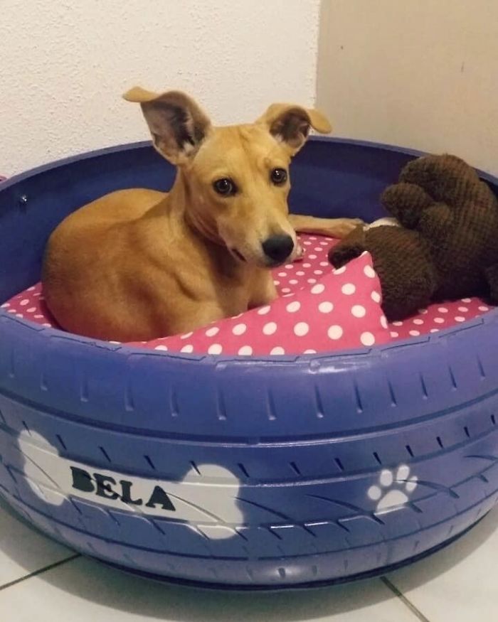 Artist Creates Beds For Animals Out Of Old Tires