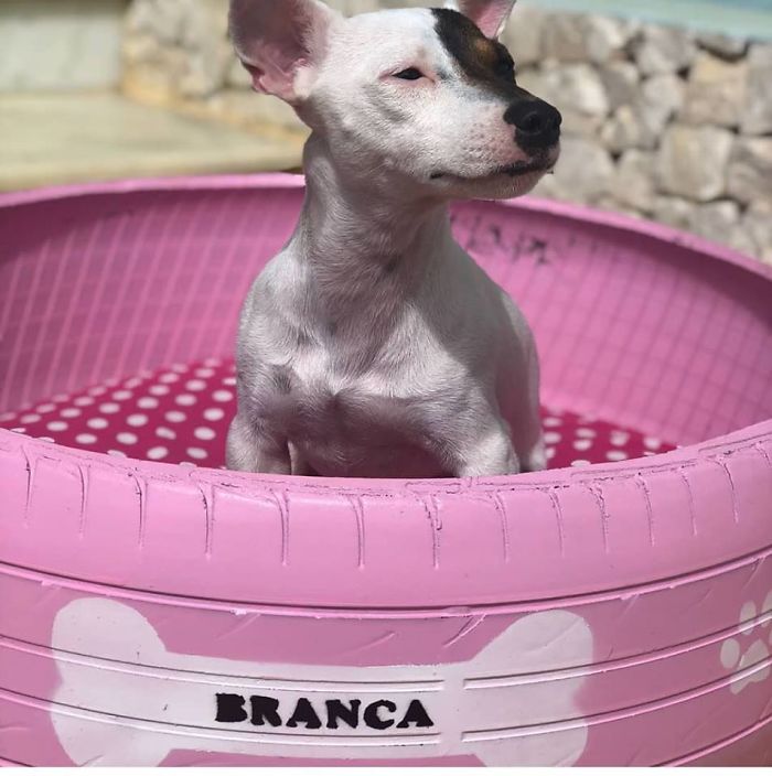 Artist Creates Beds For Animals Out Of Old Tires