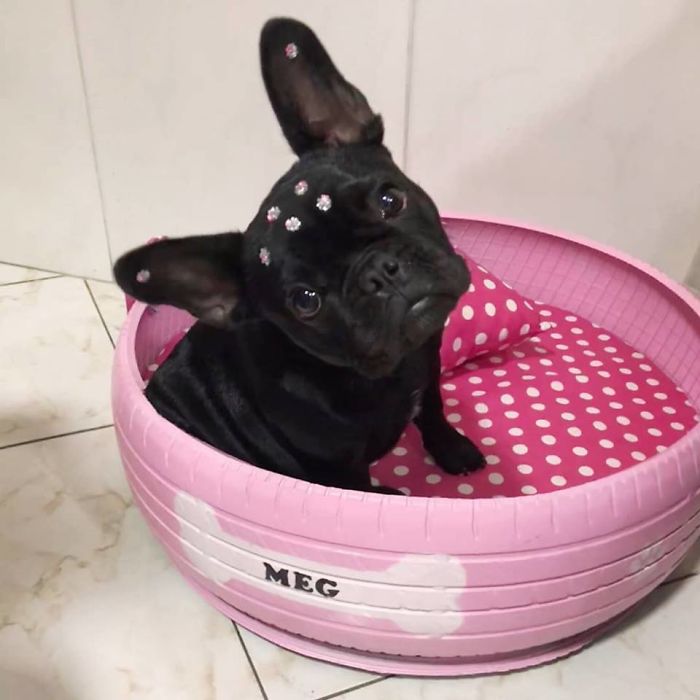 Artist Creates Beds For Animals Out Of Old Tires