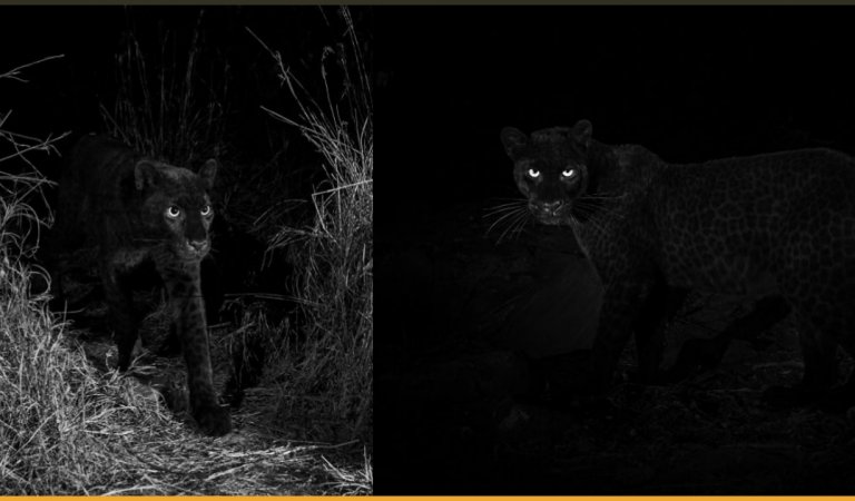 Rare Black Leopard Is Photographed For The First Time In Century In Africa
