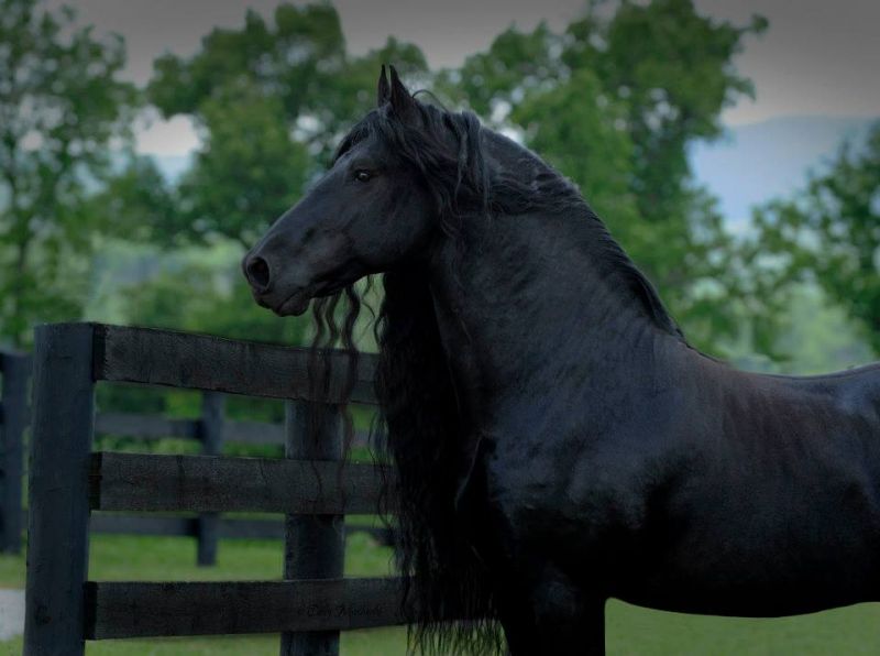 Meet The World's Most Handsome Horse: Frederik The Great