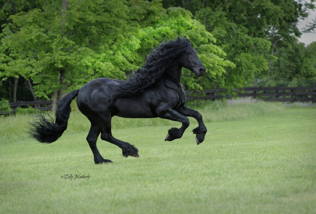 Meet The World's Most Handsome Horse: Frederik The Great