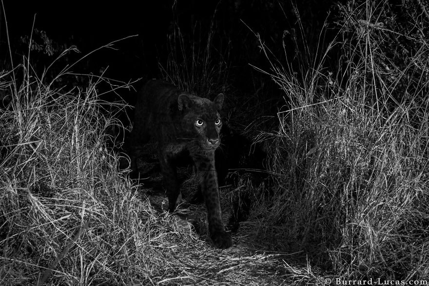 Rare Black Leopard Is Photographed For The First Time In Century In Africa