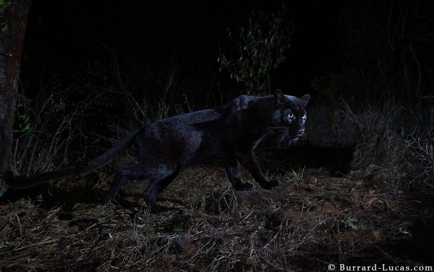 Rare Black Leopard Is Photographed For The First Time In Century In Africa