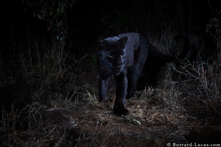 Rare Black Leopard Is Photographed For The First Time In Century In Africa