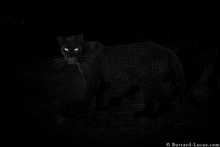 Rare Black Leopard Is Photographed For The First Time In Century In Africa