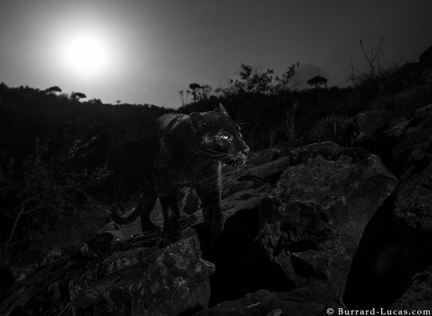 Rare Black Leopard Is Photographed For The First Time In Century In Africa