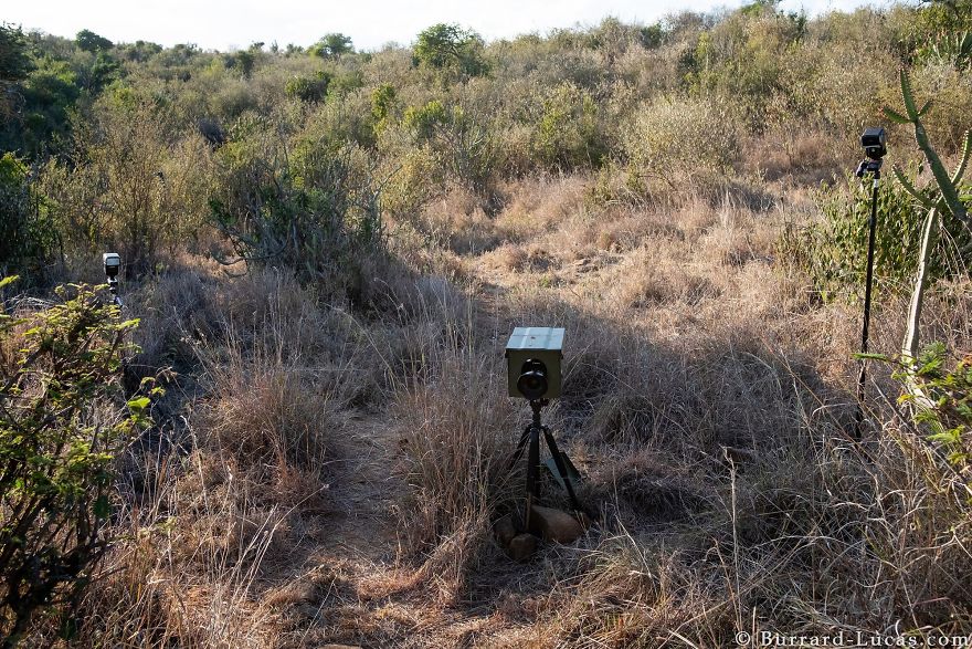 Rare Black Leopard Is Photographed For The First Time In Century In Africa