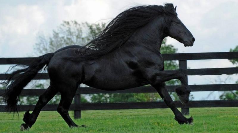 Meet The World's Most Handsome Horse: Frederik The Great