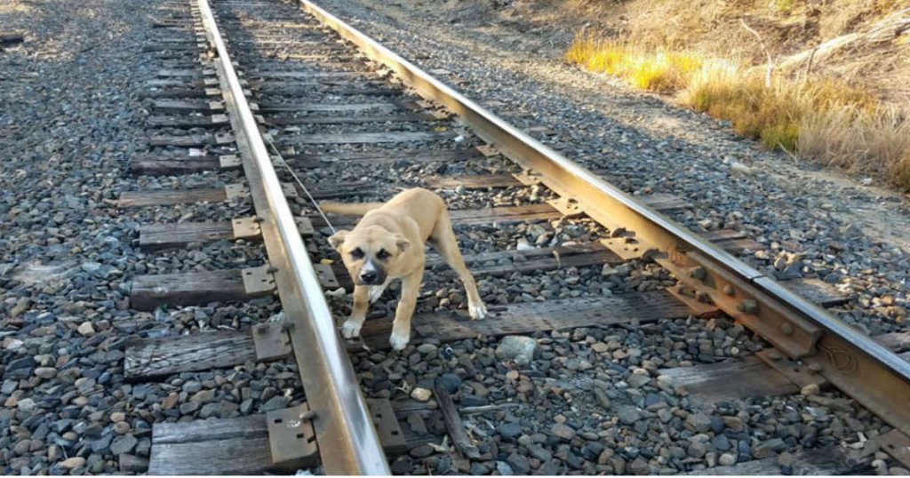 puppy, rescued, railway track