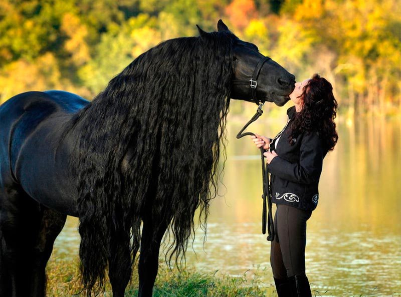 Meet The World's Most Handsome Horse: Frederik The Great