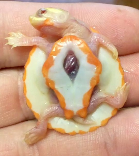 Turtle Born With Heart Beating Outside His Chest, Named Hope